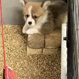 The Garden Litter - Lilac - Red female Pembroke Welsh Corgi puppy in Victoria, Texas from Clear Creek Corgis