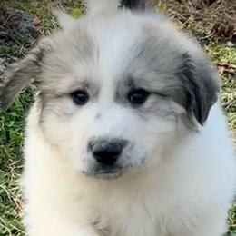 Leo (LOUIE) Blue collar male - White and badger male Great Pyrenees puppy in Fair Grove, Missouri from Allen Wags & Woolies