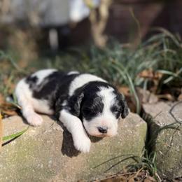 Solo - Black and white male Bernedoodle puppy in Russellville, Arkansas from Crossgate Doodles