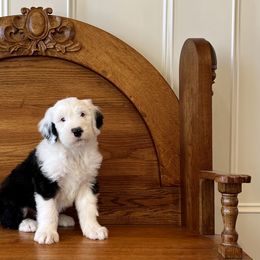 Old English Sheepdog Puppies from What the Fluff Old English Sheepdog