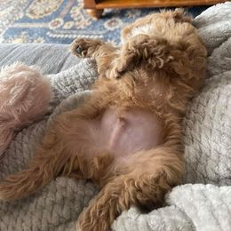 Cockapoo, Poodle, and Yorkipoo Puppies from East St. Poodles & Doodles