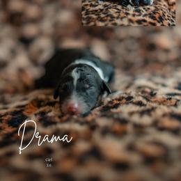 Drama - Black tri-color female Aussiedoodle puppy in Inman, South Carolina from Dark Corner Doodles