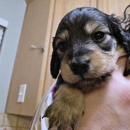 Boy 2 - Cream male Dachshund puppy in Sour Lake, Texas from Rigdon's dachshunds