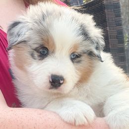 Boy 1 - Blue merle Australian Shepherd puppy in Port Orange, Florida from Steadfast Australian Shepherds