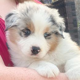 Boy 1 - Blue merle Australian Shepherd puppy in Port Orange, Florida from Steadfast Australian Shepherds