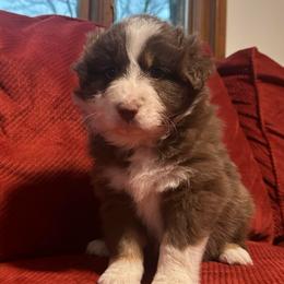 Copper. - Red tri-color male Australian Shepherd puppy in Oakland City, Indiana from Moonlightaussies