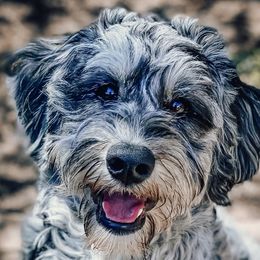 Odi - Aussiedoodle