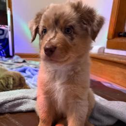 Batman - Red merle male Australian Shepherd puppy in East Hartford, Connecticut from CT Aussies
