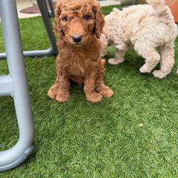 Purple Collar - Red  male Poodle puppy in Vancleave, Mississippi from Royal Dixie Standard Poodles