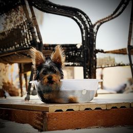 Yorkshire Terrier Puppies from Mr.Yorkie
