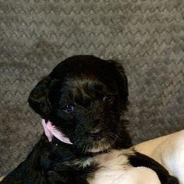 Aussiedoodle Puppies from Valley Doodles