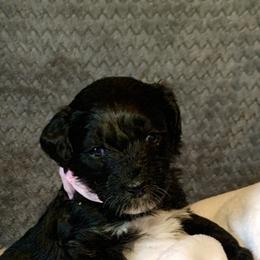 Aussiedoodle Puppies from Valley Doodles