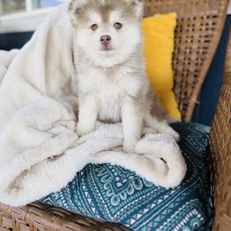 Lavish - Lavender male Pomsky puppy in Yavapai County, Arizona from Pawsh Pomskies