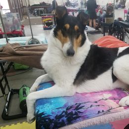 Amore - Collie
