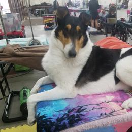 Amore - Collie