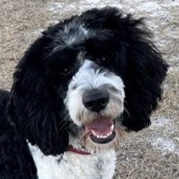 Goldendoodles and Sheepadoodles from Fort Worth Doodle Company