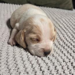 Ranger - Lemon male Beagle puppy in Bunch, Oklahoma from Julie’s Jewels Puppies