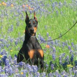 Doberman Pinschers from Draggin Dobermans & Great Danes