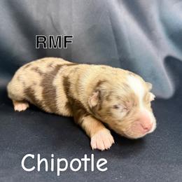Chipotle - Red merle female Toy Australian Shepherd puppy in Medical Lake, Washington from MAS Gone Rogue