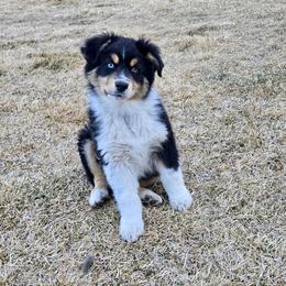 Canyon - Black tri-color male Australian Shepherd puppy in Utah from Corbridge Aussies