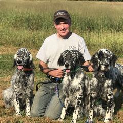 English Setter All Grown Up from Hiddenlane Kennels