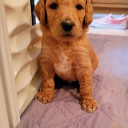 Goldendoodle Puppies from Lucky's Doodlez