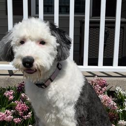 Kiwi - Old English Sheepdog