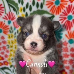 Cannoli - Blue female Pomsky puppy in Centerville, Iowa from LJ Kennels Pomskies, LLC
