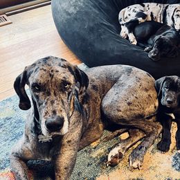 Great Dane Puppies from Old Orchard Danes