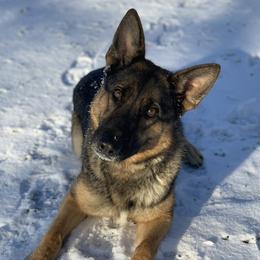 Gia - German Shepherd