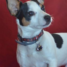 Basenjis and Toy Fox Terriers from Buck Iron Stables Kennel