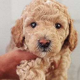 Goldendoodles from The Breakfast Pups