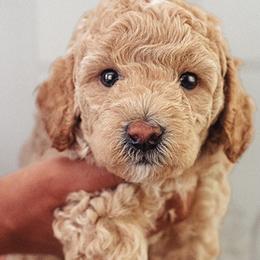 Goldendoodles from The Breakfast Pups