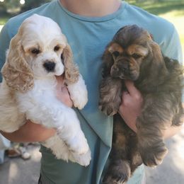 Cocker Spaniels from Pigeon Rock Cockers