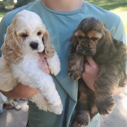 Cocker Spaniels from Pigeon Rock Cockers