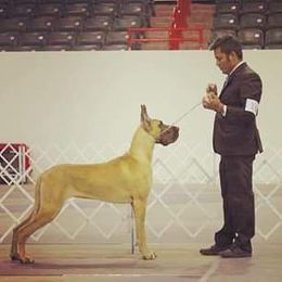 Great Dane All Grown Up from Legado Danes