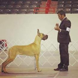 Great Dane All Grown Up from Legado Danes