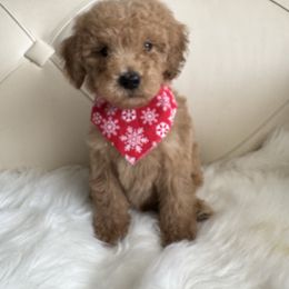 Zidd - Apricot male Goldendoodle puppy in Davie, Florida from Daviegoldendoodles