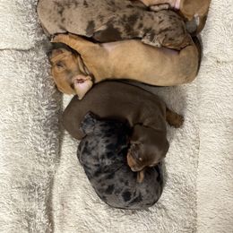 Dachshund Puppies from Marble Dachshunds