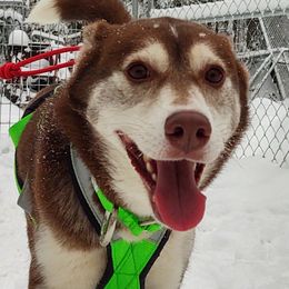 Merida  - Siberian Husky