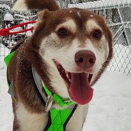 Merida  - Siberian Husky