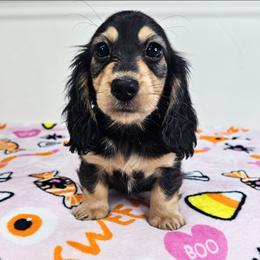 Black and cream male - Black and cream male Dachshund puppy in Belle Rive, Illinois from Akin's Miniature Dachshunds, LLC