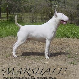 Marshall - Bull Terrier