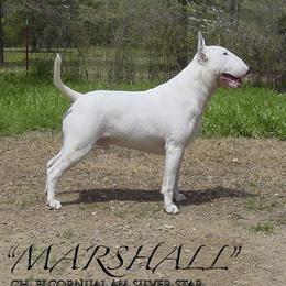 Marshall - Bull Terrier