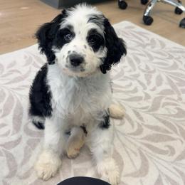 River - female Australian Mountain Doodle puppy in Chattanooga, Tennessee from Scenic City Doodles