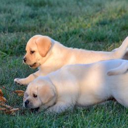 Labrador Retrievers from Saddlebrooke Labrador Retrievers