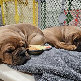 Dogue de Bordeaux and Whippet Puppies from Big and Little Wiggly Butts LLC
