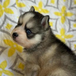Kalton - Gray and white male Pomsky puppy in Mesa, Arizona from Platinum Pomskies