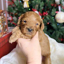 Olaf - Red male Cavapoo puppy in Melissa, Texas from Southern Love Cavapoos & Maltipoos