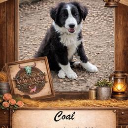 Coal - Black & white male Australian Shepherd puppy in Citra, Florida from AEW Farm